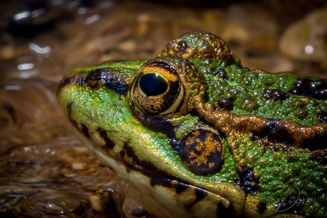 Closup iberische kikker