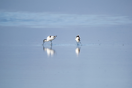 wadende kluten op laagwater