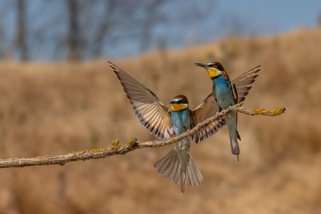De perfecte landing. 
