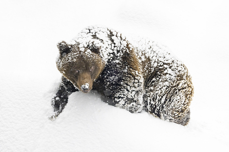 Bruine beer in de sneeuw