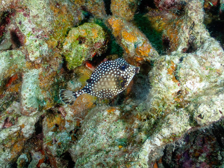 Mooie onderwaterwereld 