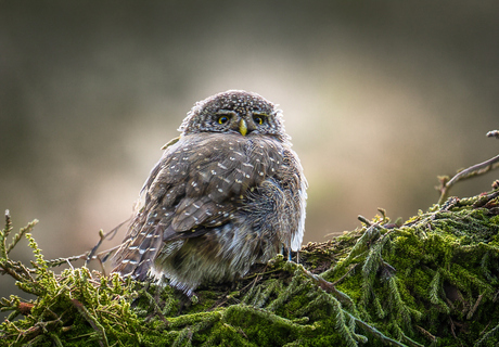 Proces.