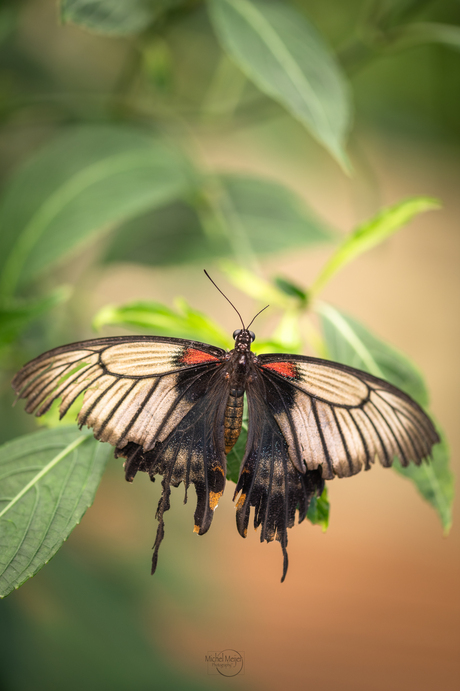 Papilio lowi 