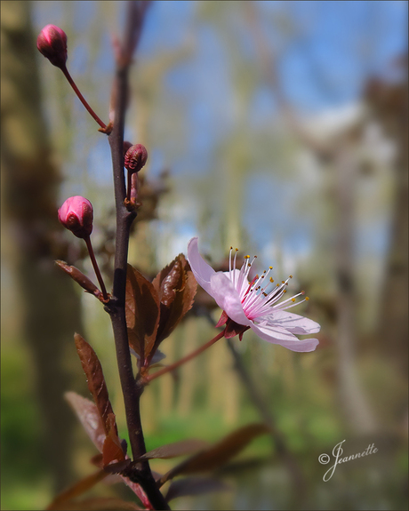 Bloesem aan de bomen..........