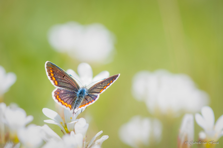 Bruinblauwtje 🦋