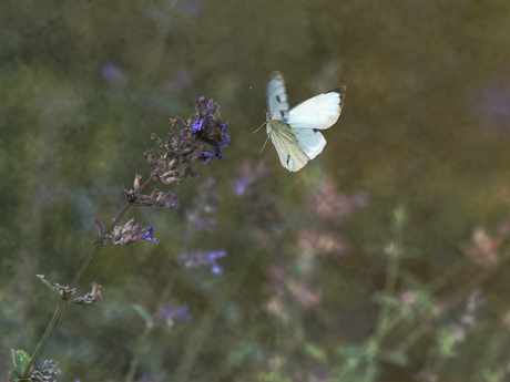 Prepare for landing!