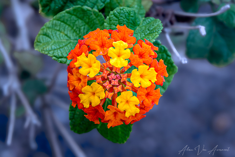 Lantana