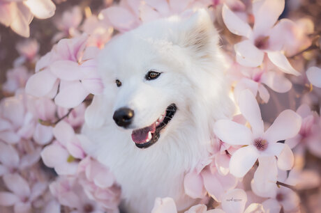 Samoyed Elsa