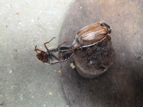 May beetles exercising by Elle Hart