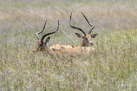 Serengeti