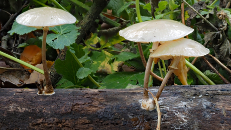 Paddenstoelen vreugde