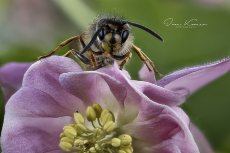 Vespula vulgaris op Akelei