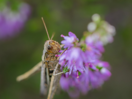 Sprinkhaan op de heide