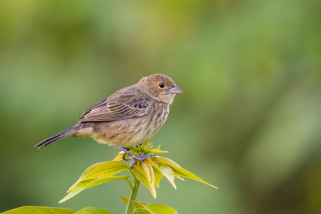 Vrouwtje van de Jacarinagors