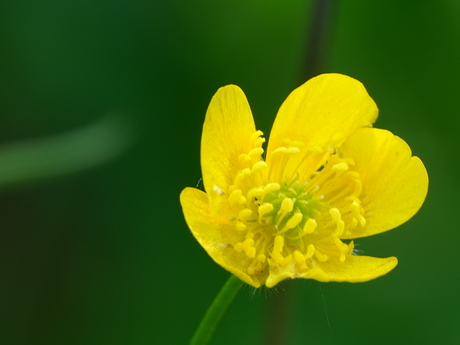 Boterbloem