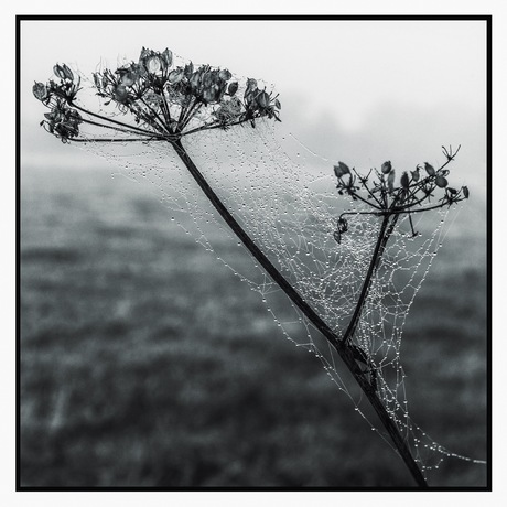 Dauw in spinnenweb 