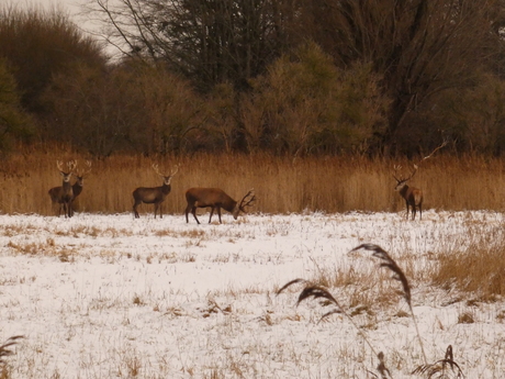 edelherten in de sneeuw