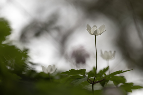 anemoontjes in het bos..