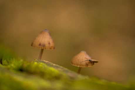 Mycena met insect