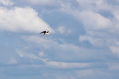 Hoog in de wolken