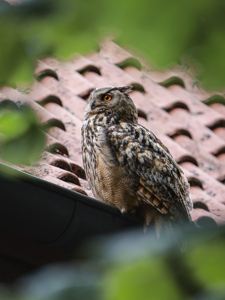 Oehoe moeder op het dak van de kerk