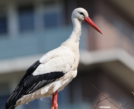 trotse stadvogel