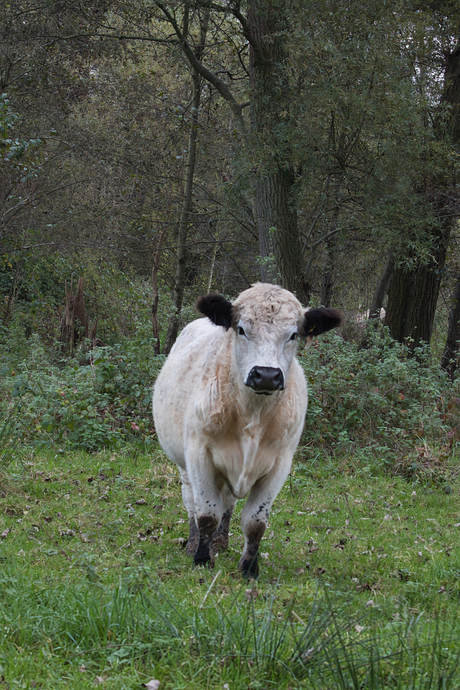 British White Cattle