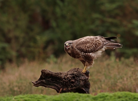 Buizerd