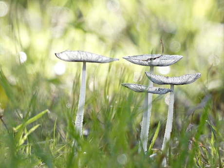 Het hazenpootje (Coprinopsis lagopus)