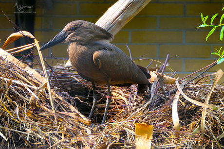 Hamerkop