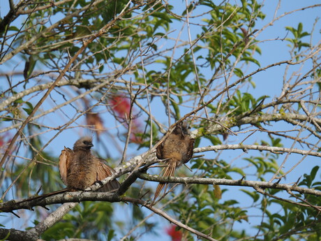 Muisvogels in de ochtend zon
