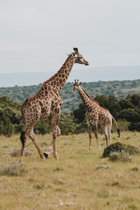 Zuid Afrika ~ Giraffen 