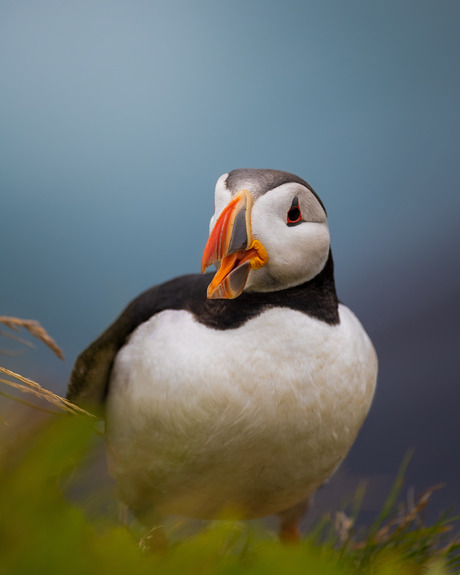 Puffin Iceland