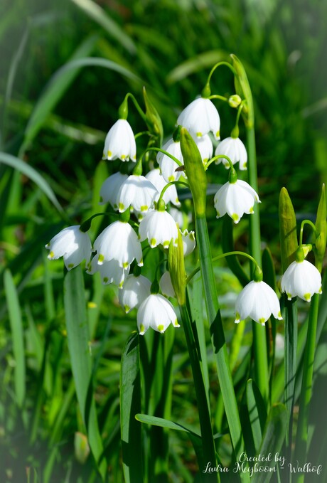 Witte Lenteklokje