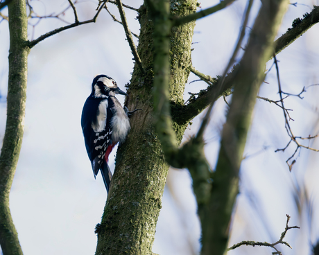 Grote bonte specht in de eerste lentezon