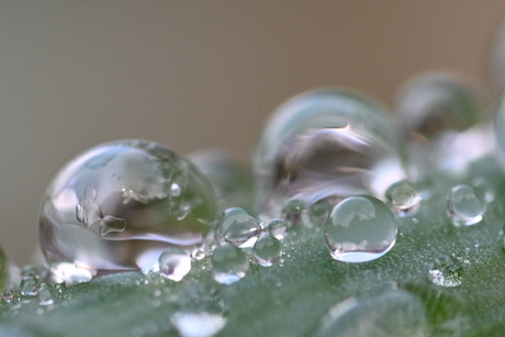 Dauw druppels op blad 