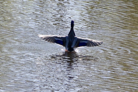 Landing