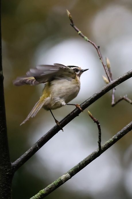 Mooi vogeltje met mooie achtergrond 