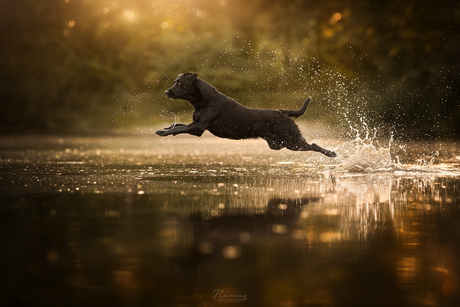 Leap 