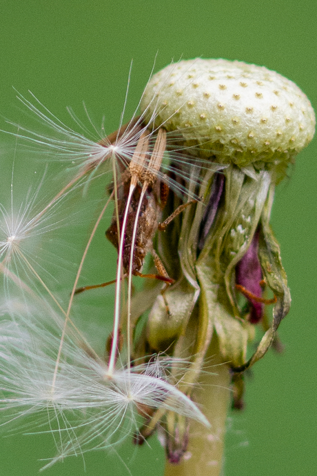 Verstoppertje spelen.