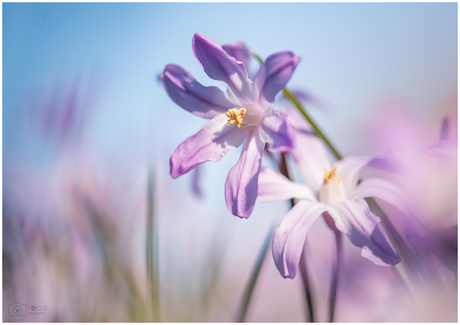 Voorjaarsserie I (grote sneeuwroem)