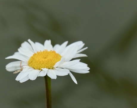 Margriet