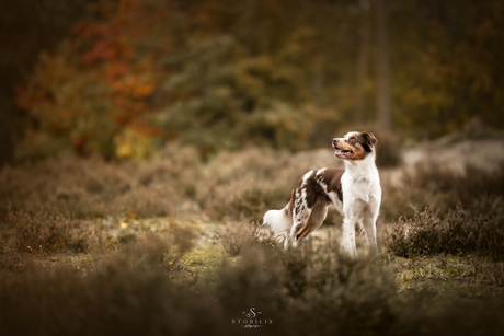 Border collie in de heide