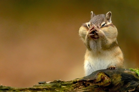 Grondeekhoorntjes maken zich op voor de winter