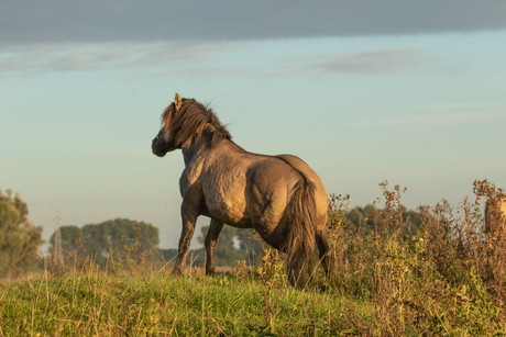 konik in avond licht