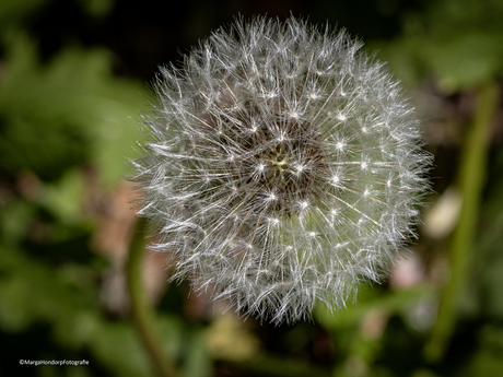 Glinstering in de zon
