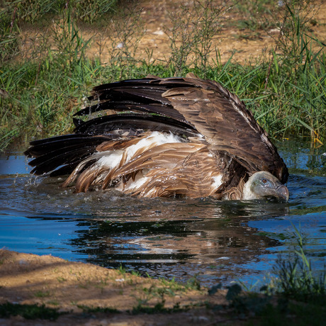 Gier in het water