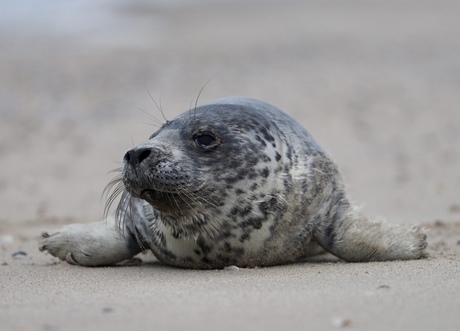 Rondje Texel