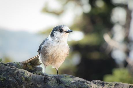 Canada Jay