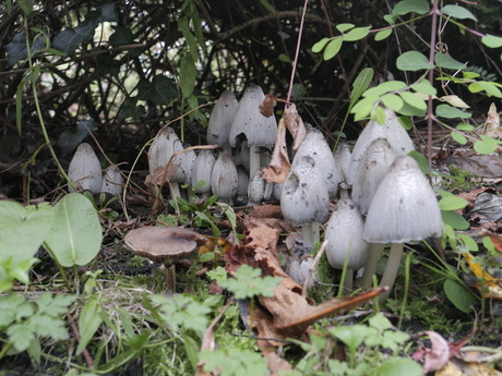 Paddestoelen mooi onder een struik.